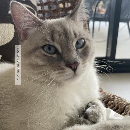 Photo 1/1 Archi Chat perdu à Tourrettes sur loup