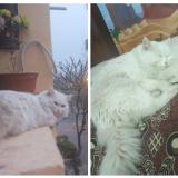 Photo de chat perdu à Islamabad