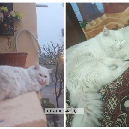 Photo 1/1 Luna Chat perdu à Islamabad