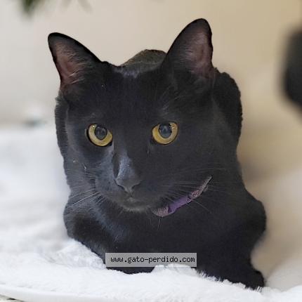 Photo 1/1 Luna Chat perdu à Monterrey