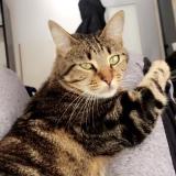 Photo de chat perdu à Pessac