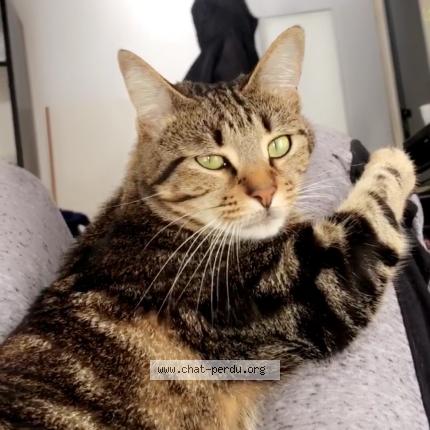 Photo 1/1 Onix Chat perdu à Pessac