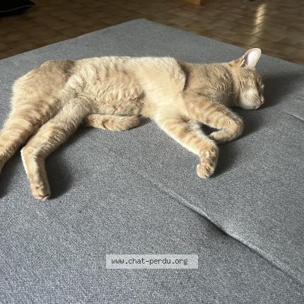 Photo 1/1 Chat trouvé Trouvé à Hyeres