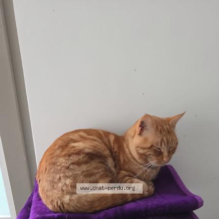 Photo 1/1 Chat retrouvé Perdu à Nimes