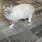 Photo de chat perdu à Loos