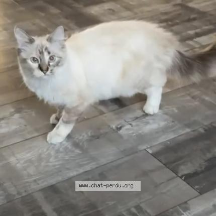 Photo 1/1 Mimi Chat perdu à Loos
