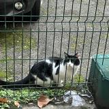 Photo de chat trouvé à Paris