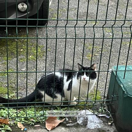 Photo 1/1 Chat trouvé Trouvé à Paris