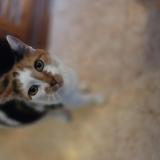 Photo de chat perdu à Manneville La Pipard