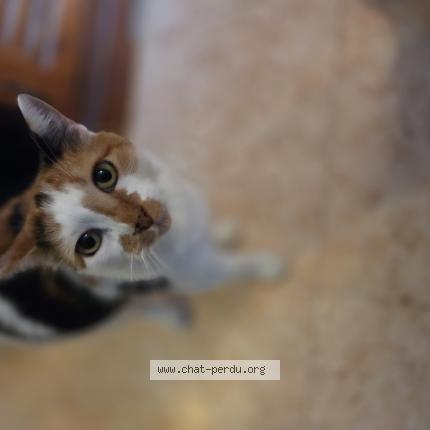 Photo 1/1 Chatus Chat perdu à Manneville la pipard
