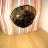 Photo de chat perdu à Maisons Alfort