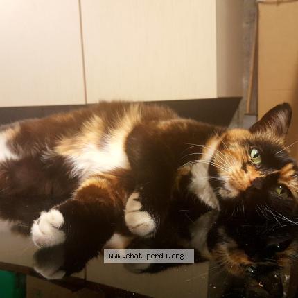 Photo 1/1 Chat retrouvé Perdu à Montelimar