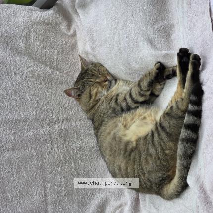 Photo 1/1 Chat retrouvé Perdu à Les hauts d anjou