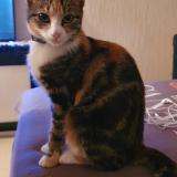 Photo de chat perdu à Nantes