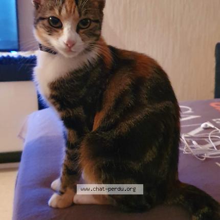 Photo 1/1 Cl&eacute;mentine Chat perdu à Nantes