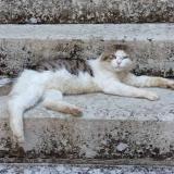 Photo de chat perdu à Castelfranc