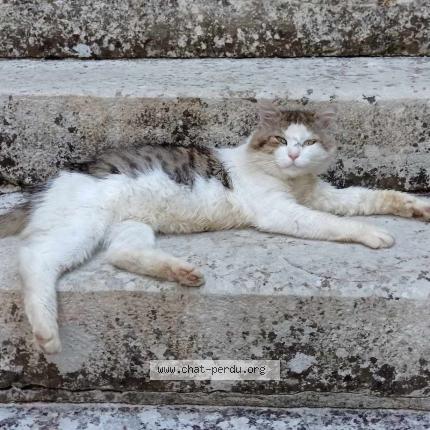 Photo 1/1 minou Chat perdu à Castelfranc