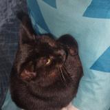 Photo de chat perdu à Elne