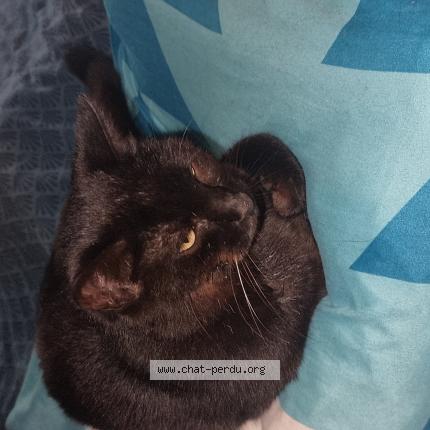 Photo 1/1 moustaky Chat perdu à Elne