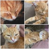 Photo de chat perdu à La Ferte Bernard