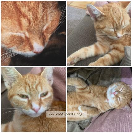 Photo 1/1 Pickels Chat perdu à La ferte bernard