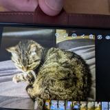 Photo de chat trouvé à La Chaux De Fonds