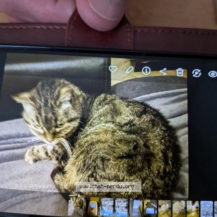 Photo 1/1 Chat trouvé Trouvé à La chaux de fonds