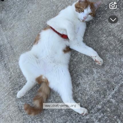 Photo 1/2 Venom Chat perdu à Vouneuil sous biard