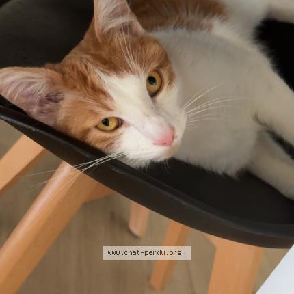 Photo 2/2 Venom Chat perdu à Vouneuil sous biard