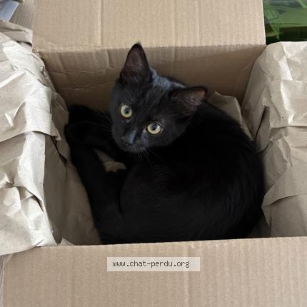 Photo 1/1 Neka Chat perdu à Nantes