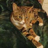 Photo de chat perdu à Veslud