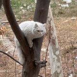 Photo de chat trouvé à Islamabad