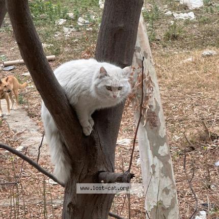 Photo 1/1 Chat trouvé Trouvé à Islamabad