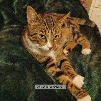 Photo 1/1 Squatteur Chat perdu à Veslud