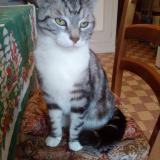 Photo de chat trouvé à Bourges