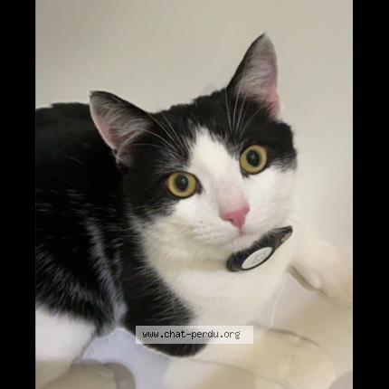 Photo 1/1 Tequila Chat perdu à Jette