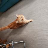 Photo de chat perdu à Long