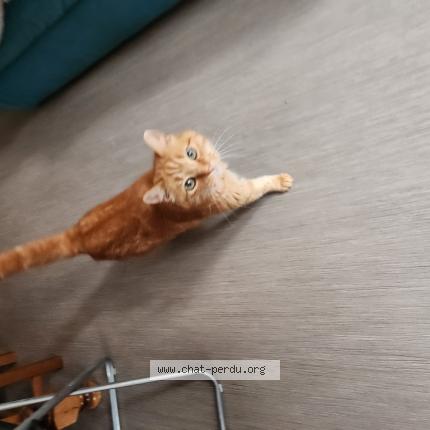 Photo 1/1 Sky Chat perdu à Long