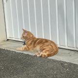 Photo de chat perdu à La Ville Dieu Du Temple