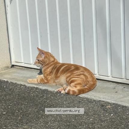 Photo 1/1 Vegas Chat perdu à La ville dieu du temple