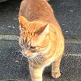 Photo de chat perdu à Talence