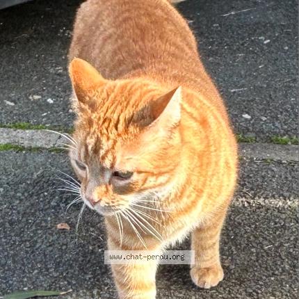 Photo 1/1 Glisse Chat perdu à Talence