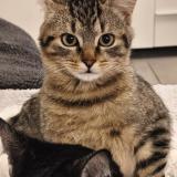 Photo de chat perdu à Tignieu Jameyzieu