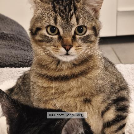 Photo 1/1 Iago Chat perdu à Tignieu jameyzieu