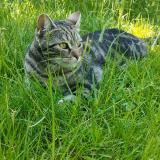 Photo de chat perdu à Evere