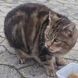 Chat