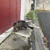 Photo de chat trouvé à Fontenay Le Comte