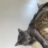 Photo de chat perdu à Toulon