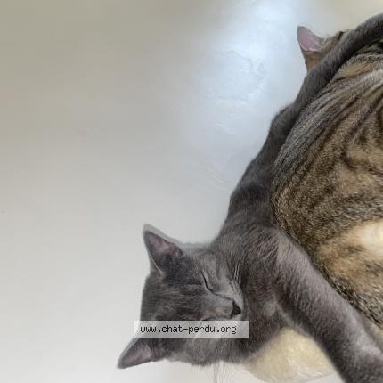 Photo 1/1 Simba Chat perdu à Toulon