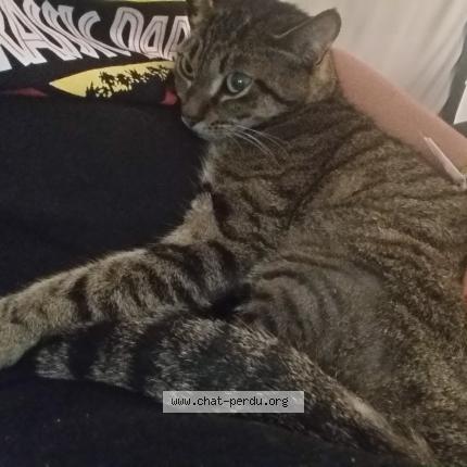 Photo 1/1 Chat retrouvé Perdu à Ambes